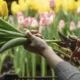 Bulbos Tulipanes en Otoño Mallorca