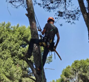 Operario Palma Gardens Poda Árbol, Seguridad