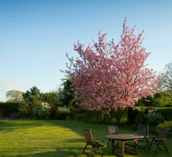 Foto Jardín con Árbol en Flor